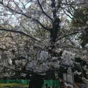 ヒメ日記 2026/03/29 15:35 投稿 メルセデス 鶯谷デッドボール