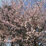 ヒメ日記 2026/04/13 13:20 投稿 メルセデス 鶯谷デッドボール