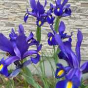 ヒメ日記 2025/05/01 12:16 投稿 ようこ 池袋で熟女の風俗 マダムいやーん