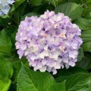 ヒメ日記 2025/06/20 10:46 投稿 ようこ 池袋で熟女の風俗 マダムいやーん