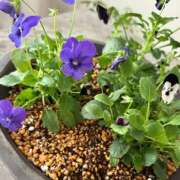 ヒメ日記 2025/11/06 07:32 投稿 小早川 悠乃 大阪貴楼館