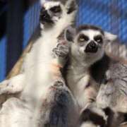 ヒメ日記 2025/02/08 11:18 投稿 あさひ SOAPLAND LOVE FACTORY