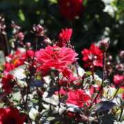 ヒメ日記 2025/02/21 15:03 投稿 あさひ SOAPLAND LOVE FACTORY