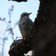 ヒメ日記 2025/03/03 20:38 投稿 あさひ SOAPLAND LOVE FACTORY