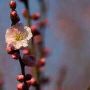 ヒメ日記 2025/03/06 01:02 投稿 あさひ SOAPLAND LOVE FACTORY