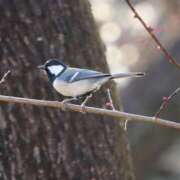 ヒメ日記 2025/03/12 15:02 投稿 あさひ SOAPLAND LOVE FACTORY