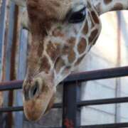 ヒメ日記 2025/03/13 02:22 投稿 あさひ SOAPLAND LOVE FACTORY