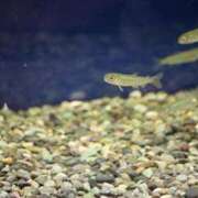 ヒメ日記 2025/03/20 02:22 投稿 あさひ SOAPLAND LOVE FACTORY