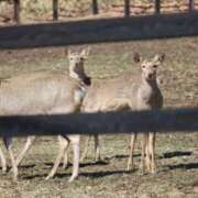 ヒメ日記 2025/03/20 02:42 投稿 あさひ SOAPLAND LOVE FACTORY