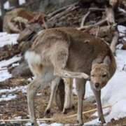 ヒメ日記 2025/04/02 16:52 投稿 あさひ SOAPLAND LOVE FACTORY