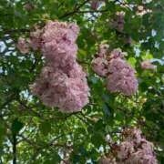 ヒメ日記 2025/04/15 12:42 投稿 あさひ SOAPLAND LOVE FACTORY