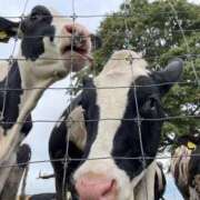 ヒメ日記 2025/04/17 16:54 投稿 あさひ SOAPLAND LOVE FACTORY