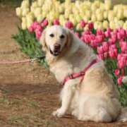 ヒメ日記 2025/04/21 23:00 投稿 あさひ SOAPLAND LOVE FACTORY