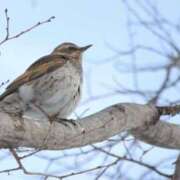 ヒメ日記 2025/05/03 16:35 投稿 あさひ SOAPLAND LOVE FACTORY