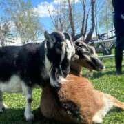 ヒメ日記 2025/05/05 13:46 投稿 あさひ SOAPLAND LOVE FACTORY