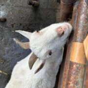 ヒメ日記 2025/05/11 22:52 投稿 あさひ SOAPLAND LOVE FACTORY