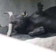 ヒメ日記 2025/06/12 07:17 投稿 あさひ SOAPLAND LOVE FACTORY