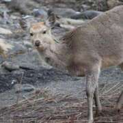 ヒメ日記 2025/08/27 08:22 投稿 あさひ SOAPLAND LOVE FACTORY