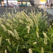 ヒメ日記 2025/09/17 18:56 投稿 あさひ SOAPLAND LOVE FACTORY