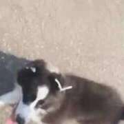 ヒメ日記 2025/09/17 23:32 投稿 あさひ SOAPLAND LOVE FACTORY