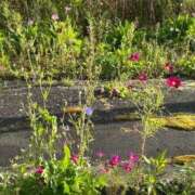 ヒメ日記 2025/09/22 16:52 投稿 あさひ SOAPLAND LOVE FACTORY