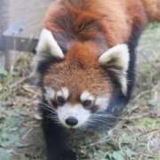 ヒメ日記 2025/10/26 13:42 投稿 あさひ SOAPLAND LOVE FACTORY