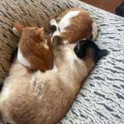 ヒメ日記 2025/11/02 11:48 投稿 あさひ SOAPLAND LOVE FACTORY