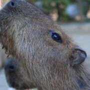 ヒメ日記 2025/11/06 06:02 投稿 あさひ SOAPLAND LOVE FACTORY