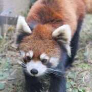 ヒメ日記 2025/11/09 03:54 投稿 あさひ SOAPLAND LOVE FACTORY