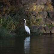 ヒメ日記 2025/11/12 05:15 投稿 あさひ SOAPLAND LOVE FACTORY