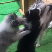 ヒメ日記 2025/11/12 07:26 投稿 あさひ SOAPLAND LOVE FACTORY