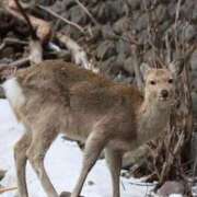 ヒメ日記 2025/11/20 07:07 投稿 あさひ SOAPLAND LOVE FACTORY