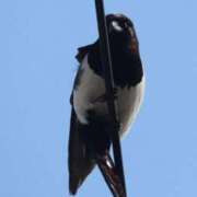 ヒメ日記 2025/11/22 06:22 投稿 あさひ SOAPLAND LOVE FACTORY