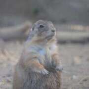 あさひ 今日もおやすみ SOAPLAND LOVE FACTORY