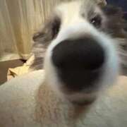 ヒメ日記 2025/12/17 10:02 投稿 あさひ SOAPLAND LOVE FACTORY