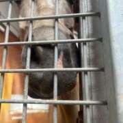 ヒメ日記 2025/12/26 01:12 投稿 あさひ SOAPLAND LOVE FACTORY