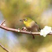 ヒメ日記 2026/01/05 08:39 投稿 あさひ SOAPLAND LOVE FACTORY