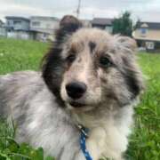 ヒメ日記 2026/01/17 08:22 投稿 あさひ SOAPLAND LOVE FACTORY