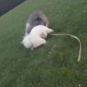 ヒメ日記 2026/01/20 07:12 投稿 あさひ SOAPLAND LOVE FACTORY