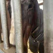 ヒメ日記 2026/01/29 12:28 投稿 あさひ SOAPLAND LOVE FACTORY