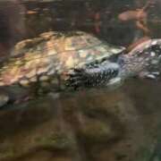 ヒメ日記 2026/01/30 18:52 投稿 あさひ SOAPLAND LOVE FACTORY