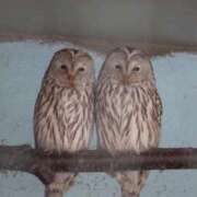 ヒメ日記 2026/01/31 02:22 投稿 あさひ SOAPLAND LOVE FACTORY