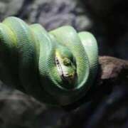 ヒメ日記 2026/01/31 02:52 投稿 あさひ SOAPLAND LOVE FACTORY