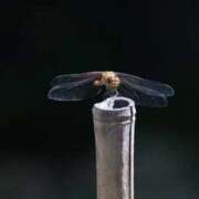 ヒメ日記 2026/02/17 05:20 投稿 あさひ SOAPLAND LOVE FACTORY