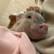 ヒメ日記 2026/02/17 08:32 投稿 あさひ SOAPLAND LOVE FACTORY