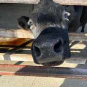 ヒメ日記 2026/02/25 03:52 投稿 あさひ SOAPLAND LOVE FACTORY