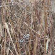 ヒメ日記 2026/02/27 13:46 投稿 あさひ SOAPLAND LOVE FACTORY