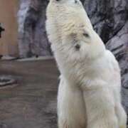 ヒメ日記 2026/03/01 00:12 投稿 あさひ SOAPLAND LOVE FACTORY