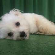 あさひ つぶらな瞳から SOAPLAND LOVE FACTORY