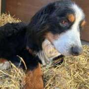 ヒメ日記 2026/04/16 08:08 投稿 あさひ SOAPLAND LOVE FACTORY